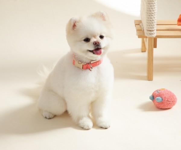 페오펫몰,[힛찌] 초경량 강아지목줄 고양이목줄 부드러운 초소형견 소형견 중형견 목줄