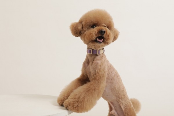 페오펫몰,[힛찌] 초경량 강아지목줄 고양이목줄 부드러운 초소형견 소형견 중형견 목줄