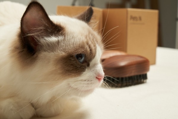 페오펫몰,펫츠엔 펫 버디브러쉬 강아지빗 고양이빗 반려견 사랑빗