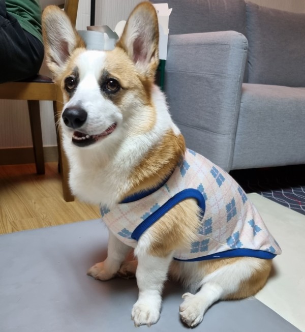 [자체제작]아가일 니트 포근한 강아지 민소매 가을옷 겨울옷