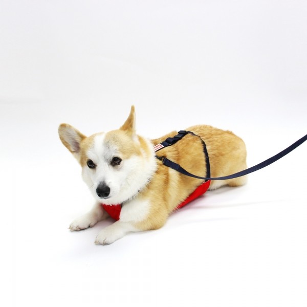 페오펫몰,[무럭무럭특가] 키니키니 시그니처 로고 리쉬-네이비(리드줄)