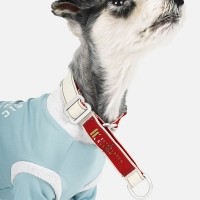 인터라켄 강아지 슬림2.0 마틴 목줄