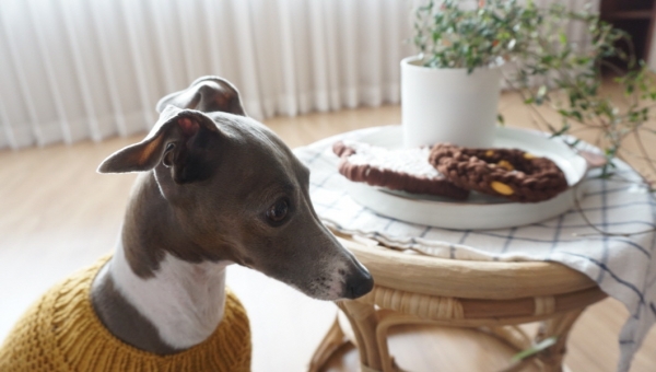 페오펫몰,[완제품/강아지 장난감] 프레즐 터그 토이