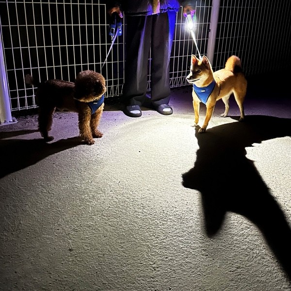 페오펫몰,개과천선 강아지 LED 물방울 자동 리드줄 3M