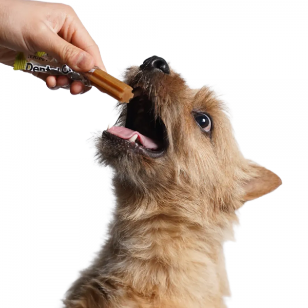 페오펫몰,제주펫 말고기 덴탈츄