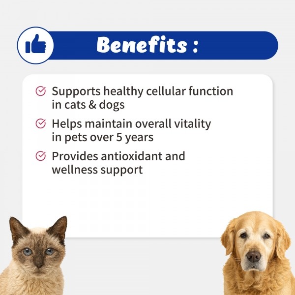 페오펫몰,브랜바인 [새해특가] 엔에이디 셀벳 강아지 고양이 텔로미어 NAD  세포 기능 건강수명