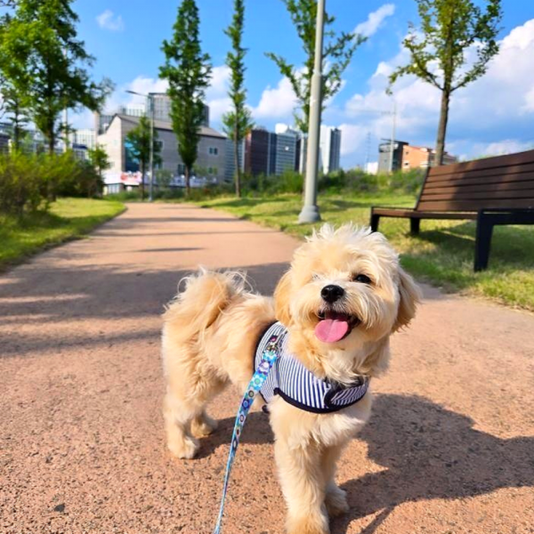 페오펫몰,[스윗테일][꽃길특가] 핸드메이드 강아지 스트라이프 하네스 M [반려동물]