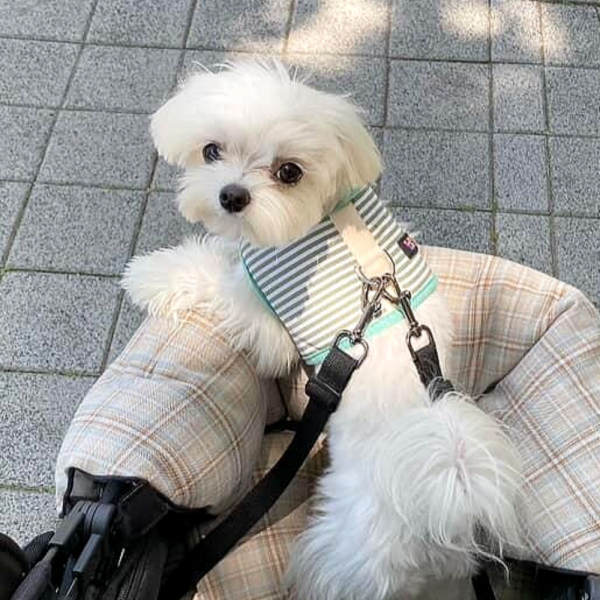 페오펫몰,[스윗테일][꽃길특가] 핸드메이드 강아지 스트라이프 하네스 M [반려동물]