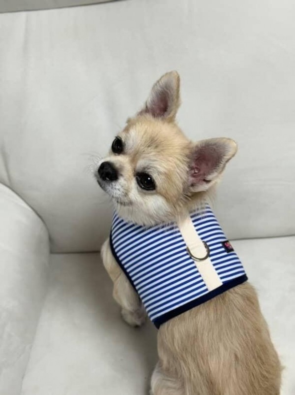 페오펫몰,[스윗테일][꽃길특가] 핸드메이드 강아지 스트라이프 하네스 L[반려동물]