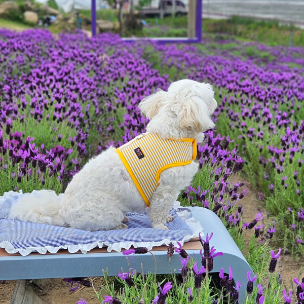 페오펫몰,[스윗테일] [꽃길특가] 핸드메이드 강아지 스트라이프 하네스 XL [반려동물]