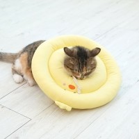 [멤버십 비밀가격][패리스독] 베프카라 [최저가]