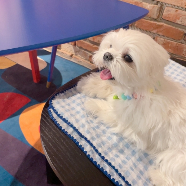 페오펫몰,라파미유 베베블랭킷 강아지담요 강아지이불 BLUE L