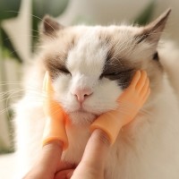 크레용펫 고양이 손가락 마사지  촬영 소품 장난감