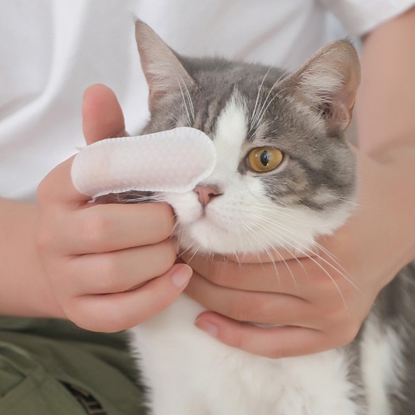 페오펫몰,[꽃길특가]크레용펫 눈,귀,입 쓱싹 핑거 티슈 60매