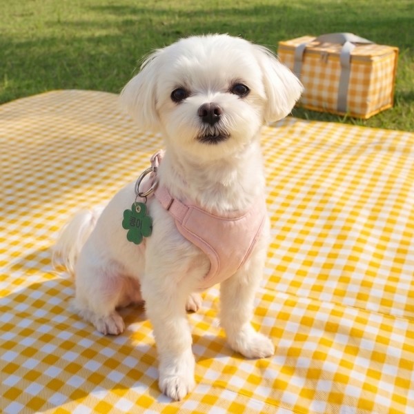 페오펫몰,크레용펫 행운의 클로버 레이저각인 인식표