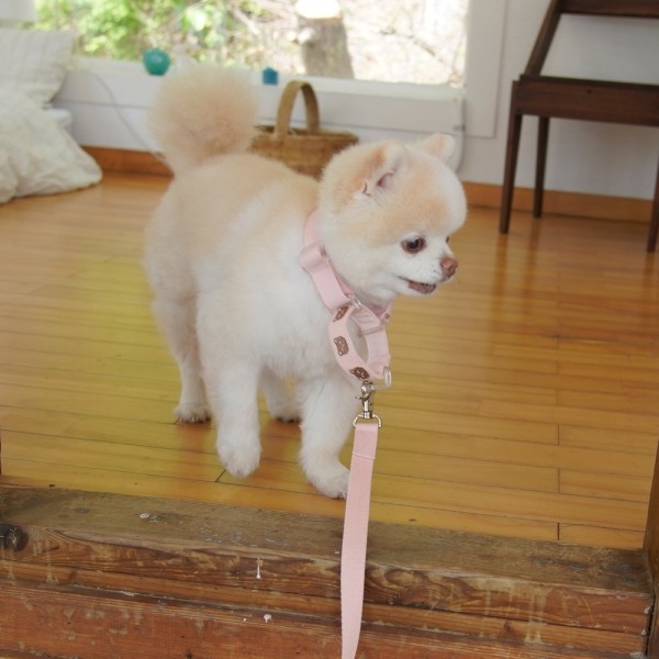 페오펫몰,베베 마틴게일 목줄(2컬러,목둘레 ~55cm)