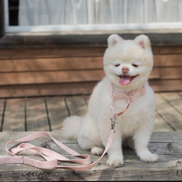 페오펫몰,베베 마틴게일 목줄(2컬러,목둘레 ~55cm)