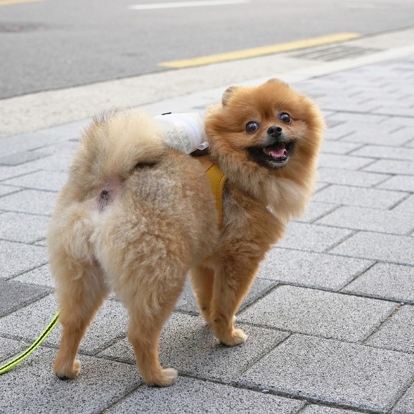 페오펫몰,푼푼 투명 배변봉투 차우치 (똥파우치, 풉파우치)