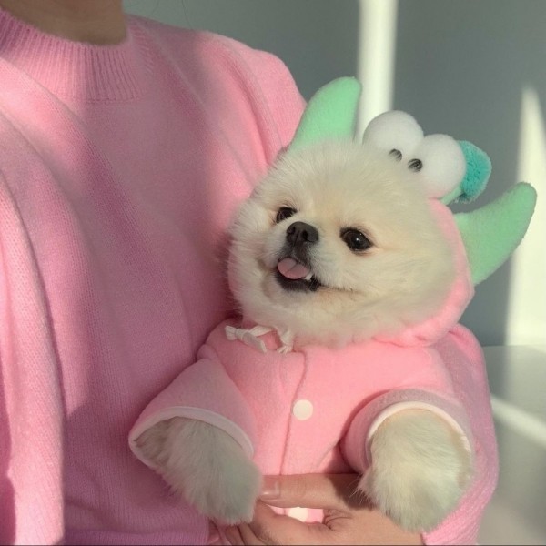 페오펫몰,(찰리롤리) 삐리삐리 강아지 후드 양털 후리스