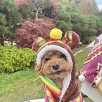 (찰리롤리) 알라딘 강아지 블랭킷 망토 담요 겨울 방석 유모차 캠핑