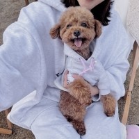 (찰리롤리) 귀염뽀짝 하트 후드 티 강아지 티셔츠 옷 겨울 기모 애견