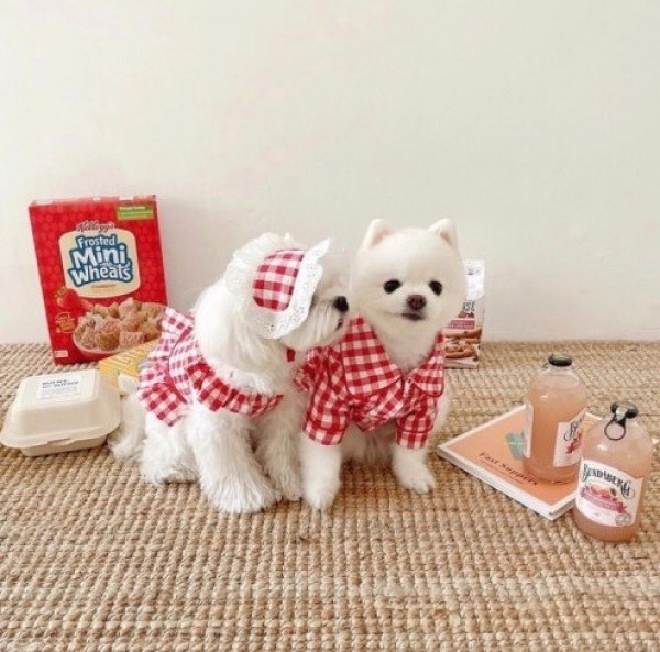 (찰리롤리) 체크체크 강아지 잠옷 애견 파자마 커플룩 원피스 실내복