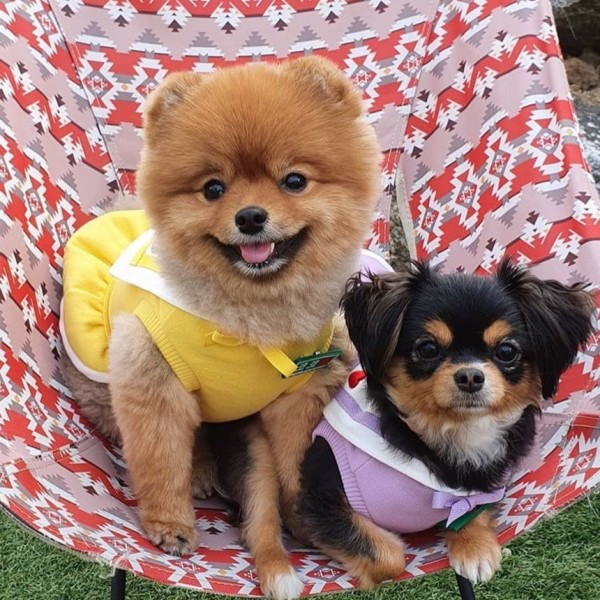 페오펫몰,(찰리롤리) 멍멍반 세일러 유치원복 강아지옷 실내복 애견의류 티셔츠 원피스