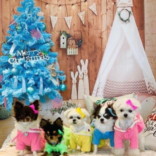 페오펫몰,(찰리롤리) 사랑해 털탱 세일러 강아지원피스 후드티 겨울옷 애견옷 유치원복 강아지양털