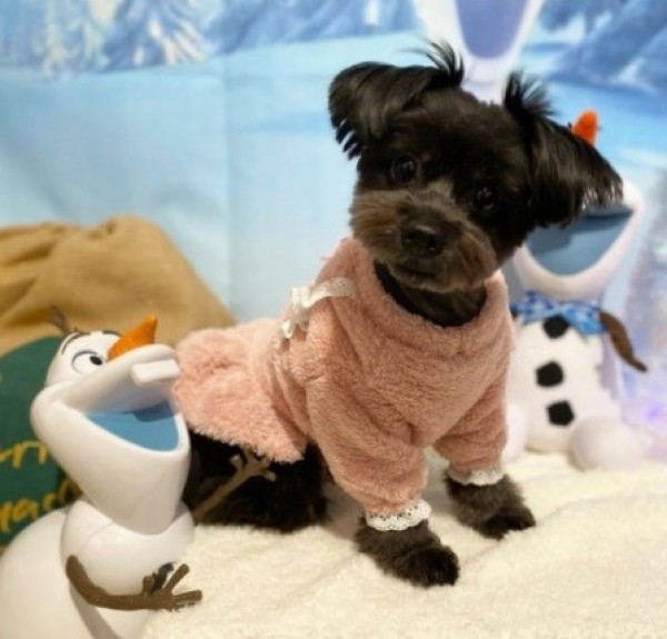 (찰리롤리) 보들보들 리본 강아지잠옷 겨울옷 커플룩 원피스 실내복 파자마 수면잠옷 티셔츠