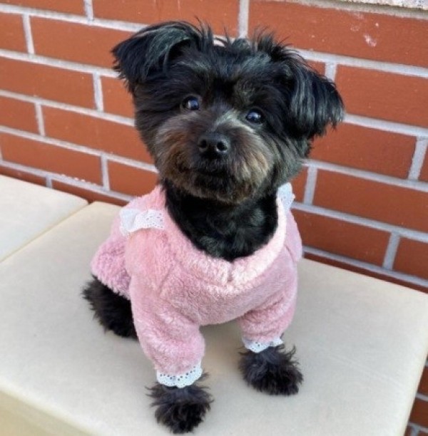 페오펫몰,(찰리롤리) 보들보들 리본 강아지잠옷 겨울옷 커플룩 원피스 실내복 파자마 수면잠옷 티셔츠