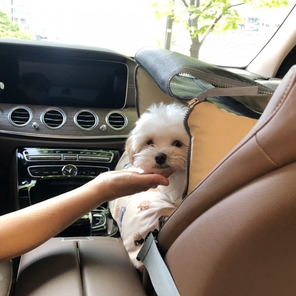 페오펫몰,뽀뇨 360도 블록킹 카시트 앞뒤좌석 MEDIUM/ LARGE/ SUPER [최저가]