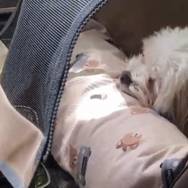 페오펫몰,뽀뇨 360도 블록킹 카시트 앞뒤좌석 MEDIUM/ LARGE/ SUPER [최저가]