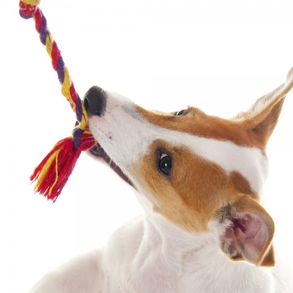 페오펫몰,레드퍼피 퍼니 터그놀이