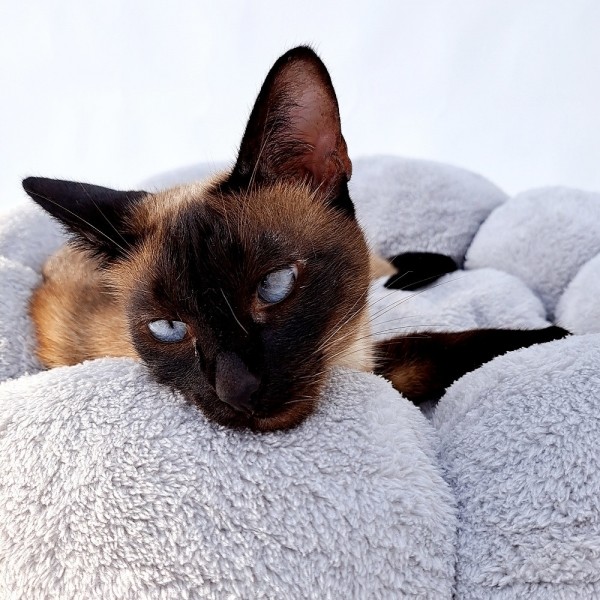 페오펫몰,레드퍼피 솜사탕 쿠션