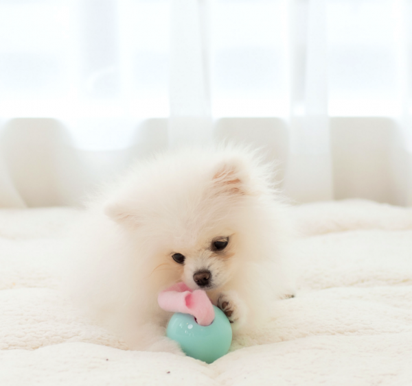 페오펫몰,[텐텐특가]로이코 강아지 고양이 자동 급식기 혼자있는 강아지 장난감 분리불안 훈련 노즈워크 공 자동 지급기 트릿토이 [최저가]