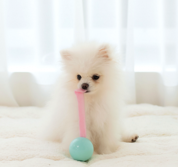 페오펫몰,[텐텐특가]로이코 강아지 고양이 자동 급식기 혼자있는 강아지 장난감 분리불안 훈련 노즈워크 공 자동 지급기 트릿토이 [최저가]
