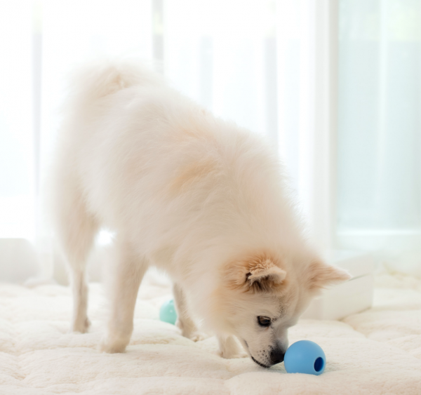 페오펫몰,[텐텐특가]로이코 강아지 고양이 자동 급식기 혼자있는 강아지 장난감 분리불안 훈련 노즈워크 공 자동 지급기 트릿토이 [최저가]