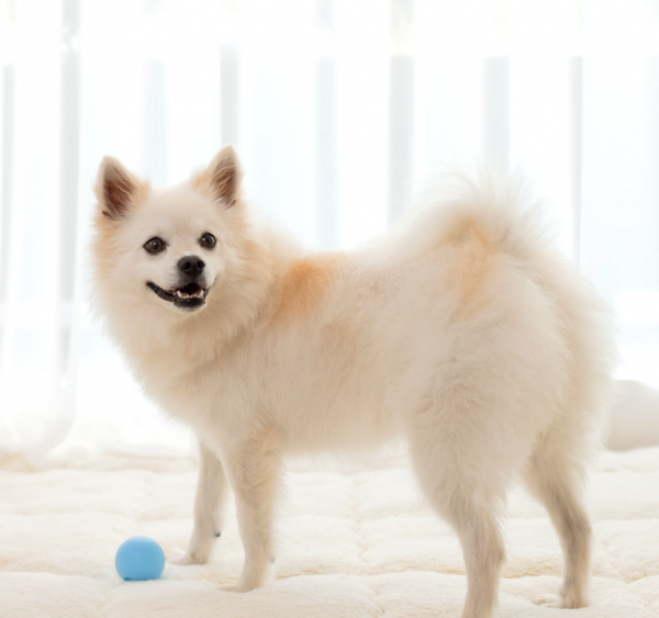 페오펫몰,[텐텐특가]로이코 강아지 고양이 자동 급식기 혼자있는 강아지 장난감 분리불안 훈련 노즈워크 공 자동 지급기 트릿토이 [최저가]