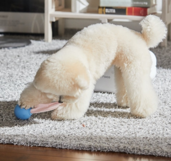 페오펫몰,[텐텐특가]로이코 강아지 고양이 자동 급식기 혼자있는 강아지 장난감 분리불안 훈련 노즈워크 공 자동 지급기 트릿토이 [최저가]