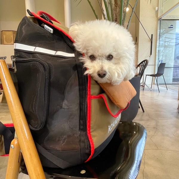 페오펫몰,[아이캔더] 울리 쿠션_브라운