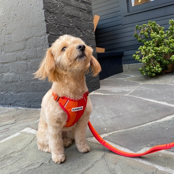 페오펫몰,[아이캔더] 스너글하네스_썬셋