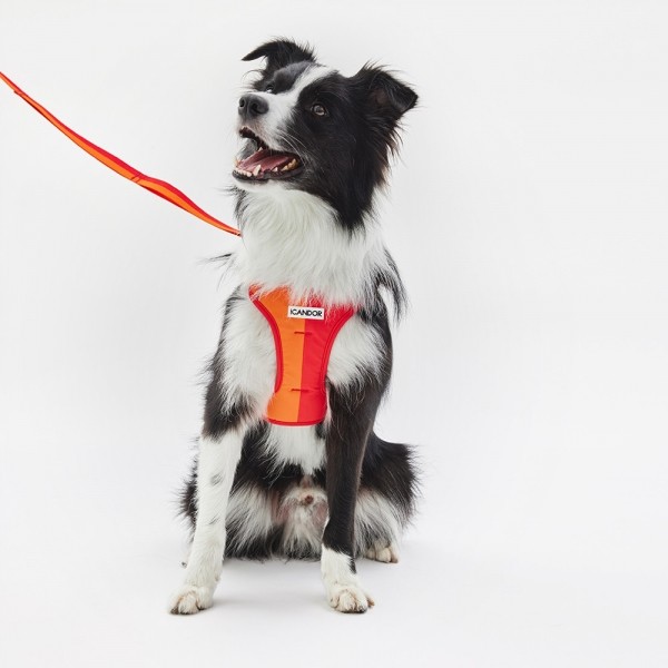 페오펫몰,[아이캔더] 스너글하네스_썬셋