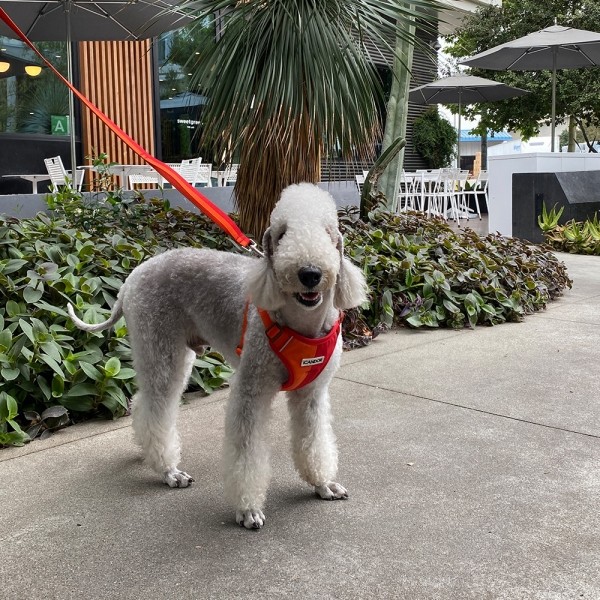 페오펫몰,[아이캔더] 스너글하네스_썬셋