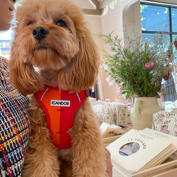 페오펫몰,[아이캔더] 스너글하네스_썬셋