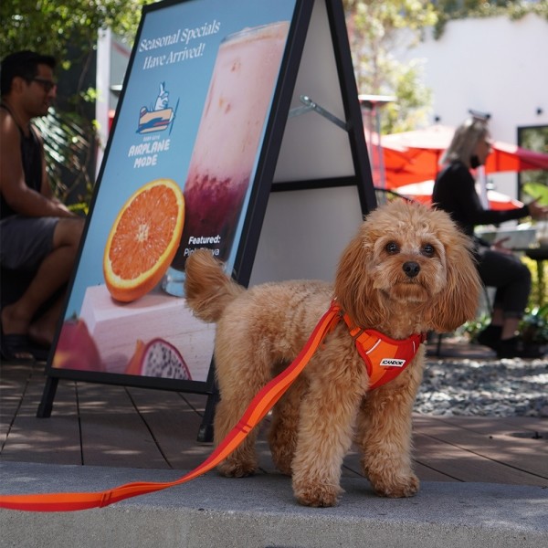 페오펫몰,[아이캔더] 스너글하네스_썬셋