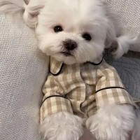 귀염뽀짝 강아지 파자마 잠옷