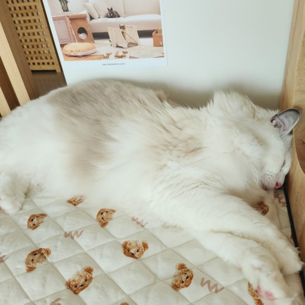 페오펫몰,반짝 쿨매트 인견커버+쿨젤 세트 테라조 M(45*45) [최저가]