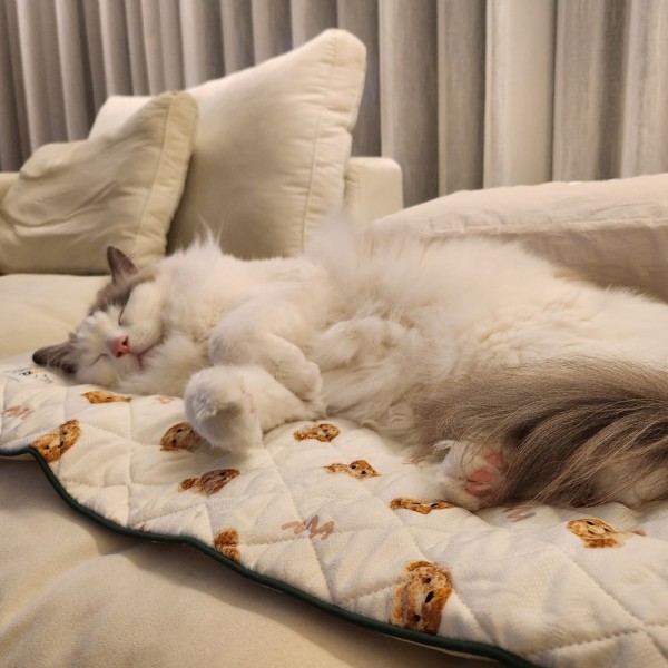 페오펫몰,반짝 쿨매트 인견커버+쿨젤 세트 테라조 M(45*45) [최저가]