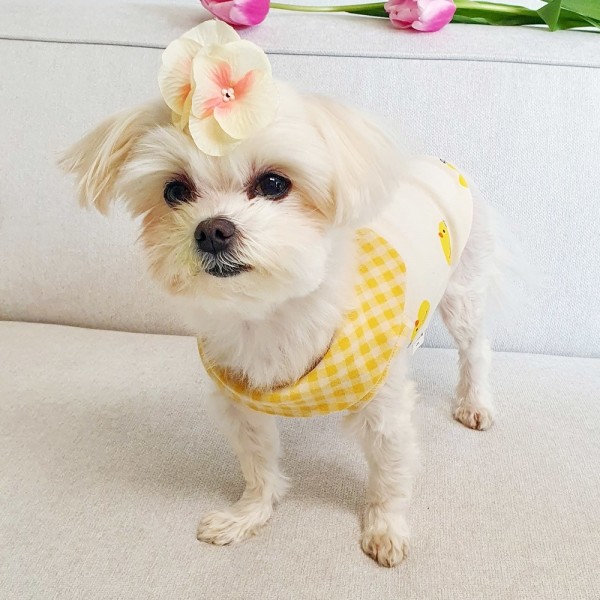 페오펫몰,병아리티셔츠 강아지옷 실내복 강아지명품옷 애견옷