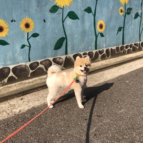 페오펫몰,4-Way 리드줄 코랄/그린